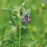 იონჯას თესლი LA ROCCA   25 კგ.