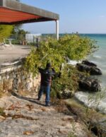 ტოტების საჭრელი მაკრატელი FELCO 231 - Image 3