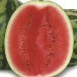 საზამთროს თესლი DOLBY 1000 ც.