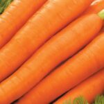 სტაფილოს თესლი LAGUNA F1 (2,00-2,20) 25 000 ც.