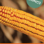 სიმინდი კერბეროსი - FAO 310 -50 000ც.