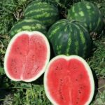 საზამთროს თესლი    AMIN29 F1 1000 ც.