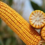 სიმინდის თესლი KWS FERNANDO - FAO 280 -50 000ც.