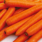 სტაფილოს თესლი ELEGANCE F1 (1.80-2.00) 25 000 ც.