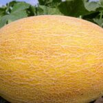 ნესვის თესლი  DELANO F1 1000 ც.