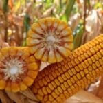 სიმინდის თესლი KWS INTELIGENS - FAO 420 -25 000ც.