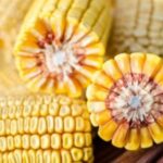 სიმინდის თესლი KLEOPATRAS - FAO 600 -25 000ც.