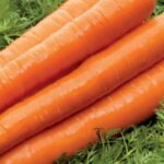 სტაფილოს თესლი COLTAN F1 (1,80-2,00) 100 000 ც.