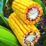 სიმინდი მიკადო - FAO 550 -50 000ც.