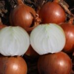 ხახვის თესლი PANDERO F1 100 000 ც.