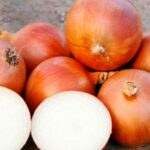 ხახვის თესლი UNIVERSO F1 100 000 ც.