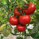 პომიდვრის თესლი BIG RED F1 (500 მარცვალი)