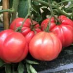 პომიდვრის თესლი ESPADA F1 (500 მარცვალი)