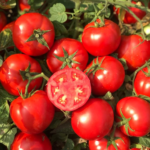 პომიდვრის თესლი COMPASS F1(500 მარცვალი)