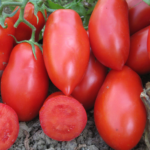 პომიდვრის თესლი ROCCIA F1 (500 მარცვალი)