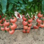 პომიდვრის თესლი BIG ROSSE F1 (250 მარცვალი)