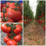 პომიდვრის თესლი ANCHA F1 (100 მარცვალი)