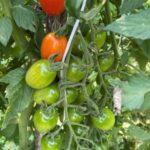 პომიდვრის თესლი TETA 844 F1 (100 მარცვალი)