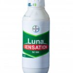 ლუნა სენსეიშენი