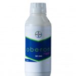 ობერონ რაპიდი